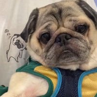 表情豊かなデビちゃん