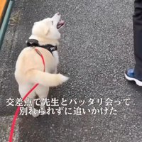獣医さんと遭遇！