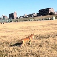 何かを見つけたごぅちゃん