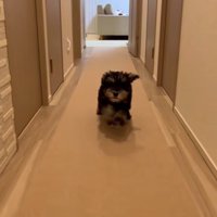 猛ダッシュのテオくん