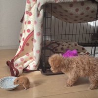 水を飲むハムスターと首を伸ばす犬1