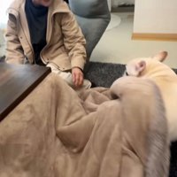 布団から出てくる犬