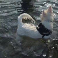 「川の水って冷たい」