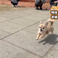 ドッグランにきたハナちゃん