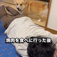 人のそばに立つ犬
