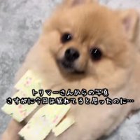 ポメラニアンのぷちちゃん