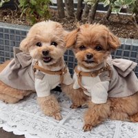 お揃いの服を着る小型犬たち