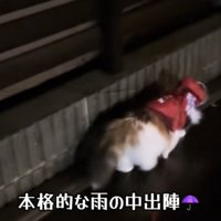 雨の中散歩をする猫