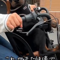 自転車の子供椅子に乗ると…