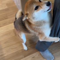 大好きなおじさんが来た時のはちちゃん6