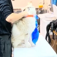 トリミング台の上で体を拭かれる犬