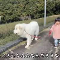 リードを握って歩く子どもと犬