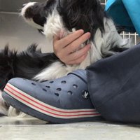 ペットホテルに居候していたワンコ3