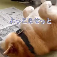 「よっこらしょっと」