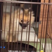 チラ見するナッツちゃん