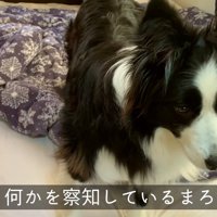 外の音に耳を澄ますまろ君
