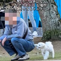 あいさつするおもちくん