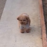 静かに立ち尽くす犬