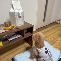 盆棚を見つめるぷく君2