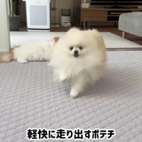 ついつい走ってしまうポテチちゃん
