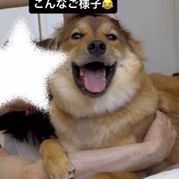 家族とじゃれ合って笑顔になる犬