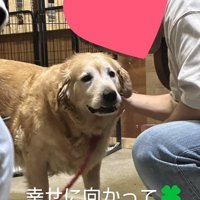 里親と大型犬