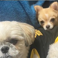 先住犬と意気投合♪