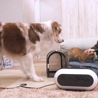 最後まで目を離さない2匹