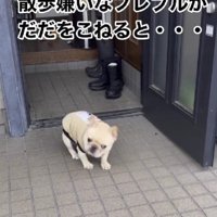 お散歩に行きたくない