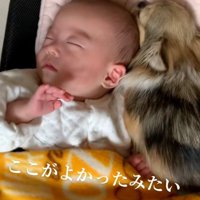 赤ちゃんとくるみちゃん2