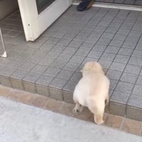 一生懸命に段差と格闘