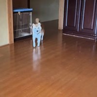 飼い主の顔を見て近づいてくる犬