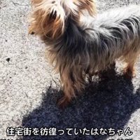 住宅街で保護されたわんこ