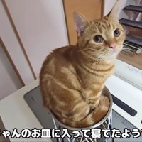 なぜか皿の上にいた…