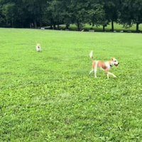 おもちゃを取りに行く