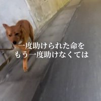 ケガをしていた足が治り、4本の足で歩く犬