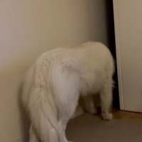 器用にドアを開けて…