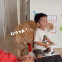 おもちゃの車の取っ手を咥える犬