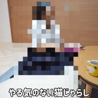 犬と猫の前で猫じゃらしを振る女の子