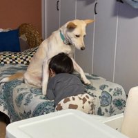 スノーちゃんに顔をうずめる息子さん