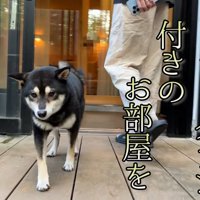 部屋のドッグランで遊んでもらうことに