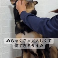 棒状のものを口に入れられて少し口を開く犬