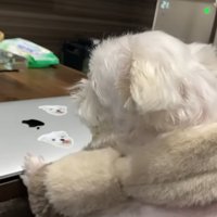 なかなかパソコンの前を離れません