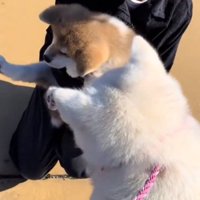 桃ちゃんに近づく桜ちゃん