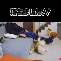 ソファから落ちたモナちゃん6