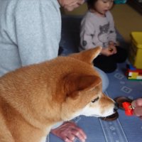 近くで興味を示す柴犬