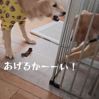 弟犬の方へ身を乗り出す姉犬