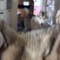 ハスキー3匹を呼んだ時の反応5