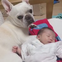 赤ちゃんに寄り添うロイちゃん2