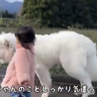 振り返りながら歩く犬と子ども